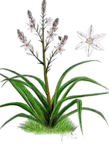 Asfodelo (Asfodelo ramosus)
