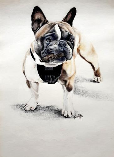Bouledogue francese Flash, 29,7 x 42