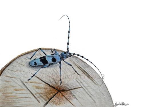 Cerambice del faggio (Rosalia alpina), 33 x 24 cm