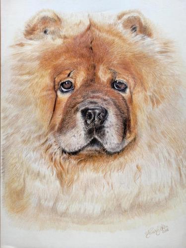 Chow Chow