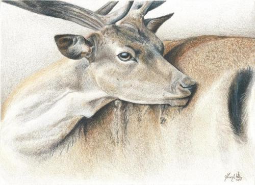 Monica Urru - Ritratti e illustrazioni di Mammiferi: Daino (Dama dama), 28 x 37 cm