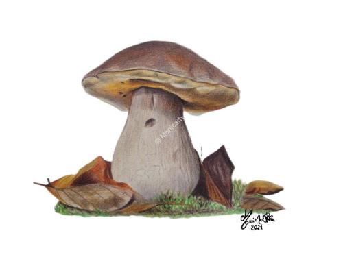 Fungo porcino (Boletus edulis), 18 x 24 cm