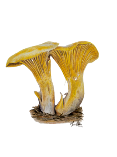 Gallinaccio o Finferli (Cantharelus cibarius), 18 x 24 cm