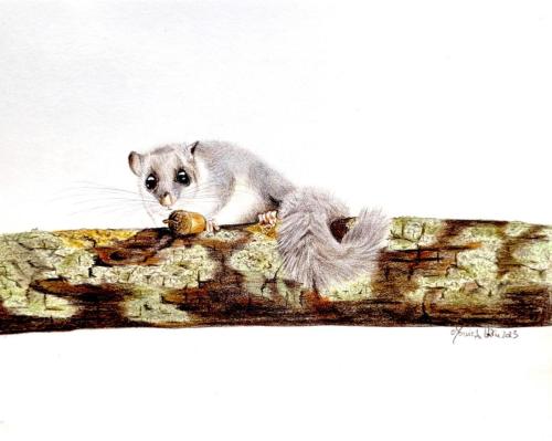Monica Urru - Ritratti e illustrazioni di Mammiferi: Ghiro (Glis glis), 18 x 24 cm