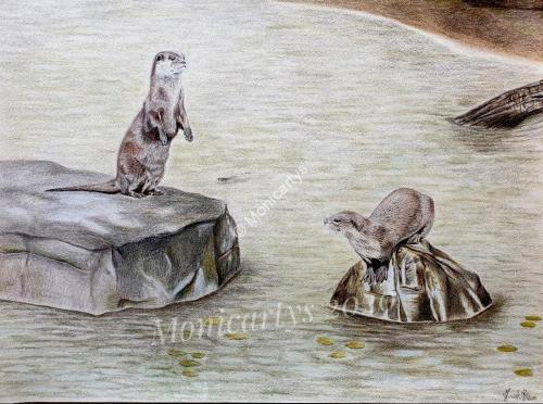 Monica Urru - Ritratti e illustrazioni di Mammiferi: Lontre (Lutra lutra) nel loro habitat, 42 x 59 cm