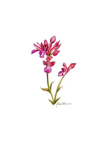Orchidea farfalla (Anacamptis papilionacea), 18 x 24 cm