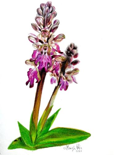 Orchidea farfalle (Anacamptis papilionacea), 18 x 24 cm