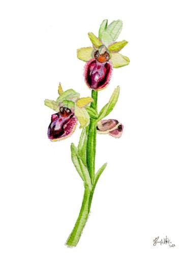 Orchidea ofride verde-bruno (Ophrys sphegodes)