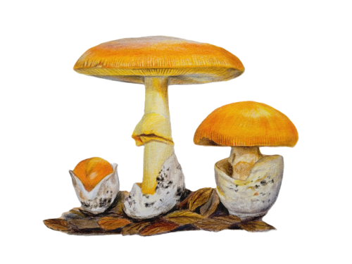 Ovolo buono (Amanita caesarea),  18 x 24 cm