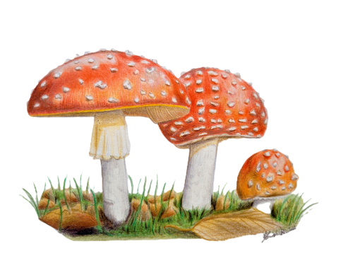 Ovolo malefico (Amanita muscaria), 18 x 24 cm