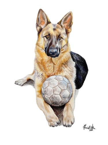 Pastore tedesco Pimpkin, 14,8 x 21 cm