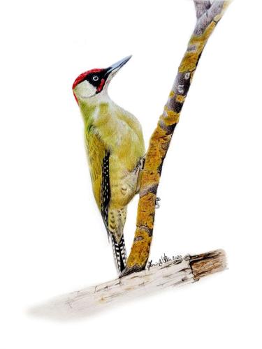 Picchio verde (Picus viridis), 29,7 x 42 cm