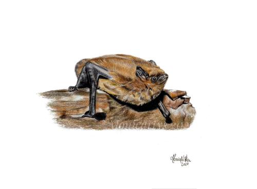 Monica Urru - Ritratti e illustrazioni di Mammiferi: Pipistrello nano (Pipistrellus pipistrellus), 21 x 29,7 cm