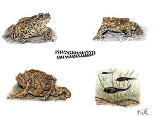 Rospo Comune (Bufo bufo), 30 x 40 cm