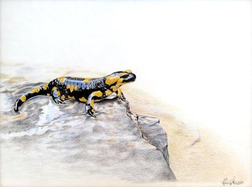 Salamandra pezzata appenninica Salamandra salamandra gigliolii), 29,7 x 40 cm