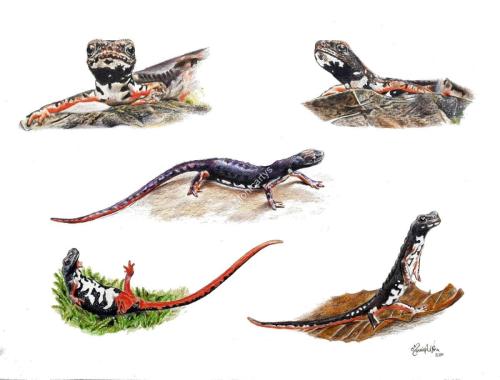 Salamandrine di Savi e dagli occhiali (Salamandrina perspicillata e S. terdigitata) 30 x 40 cm