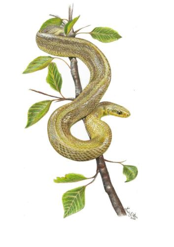 Saettone (Zemenis longissimus), 29,7 x 42 cm