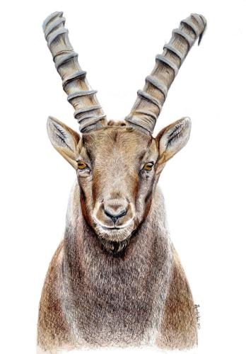 Monica Urru - Ritratti e illustrazioni di Mammiferi: Stambecco (Capra ibex), 29,7 x 42 cm