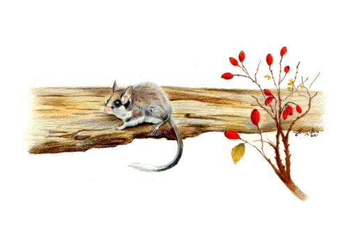 Monica Urru - Ritratti e illustrazioni di Mammiferi: Topo quercino (Eliomys quercinus) con bacche, 30 x 21 cm