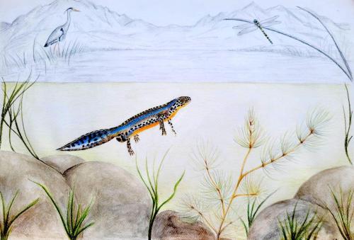 Tritone alpestre nel suo habitat
