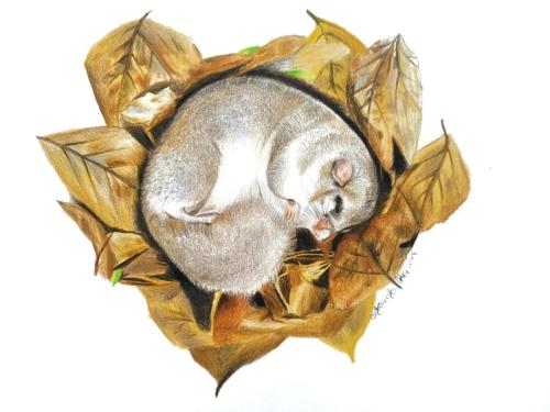 Monica Urru - Ritratti e illustrazioni di Mammiferi: Ghiro